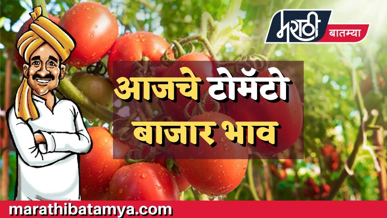 Daily Tomato market rates