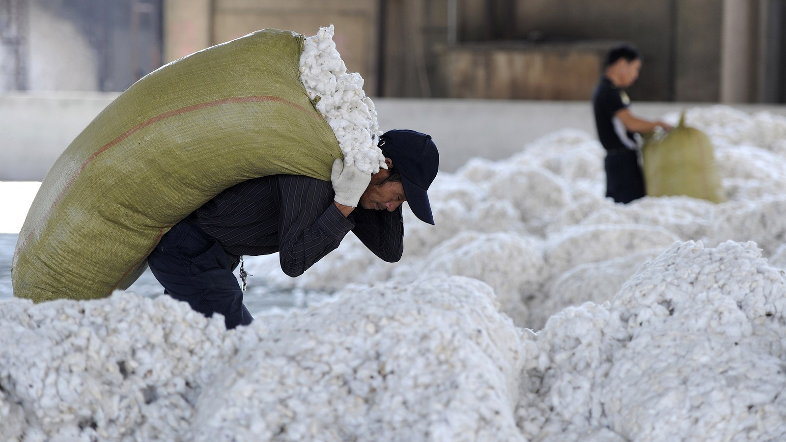cotton price