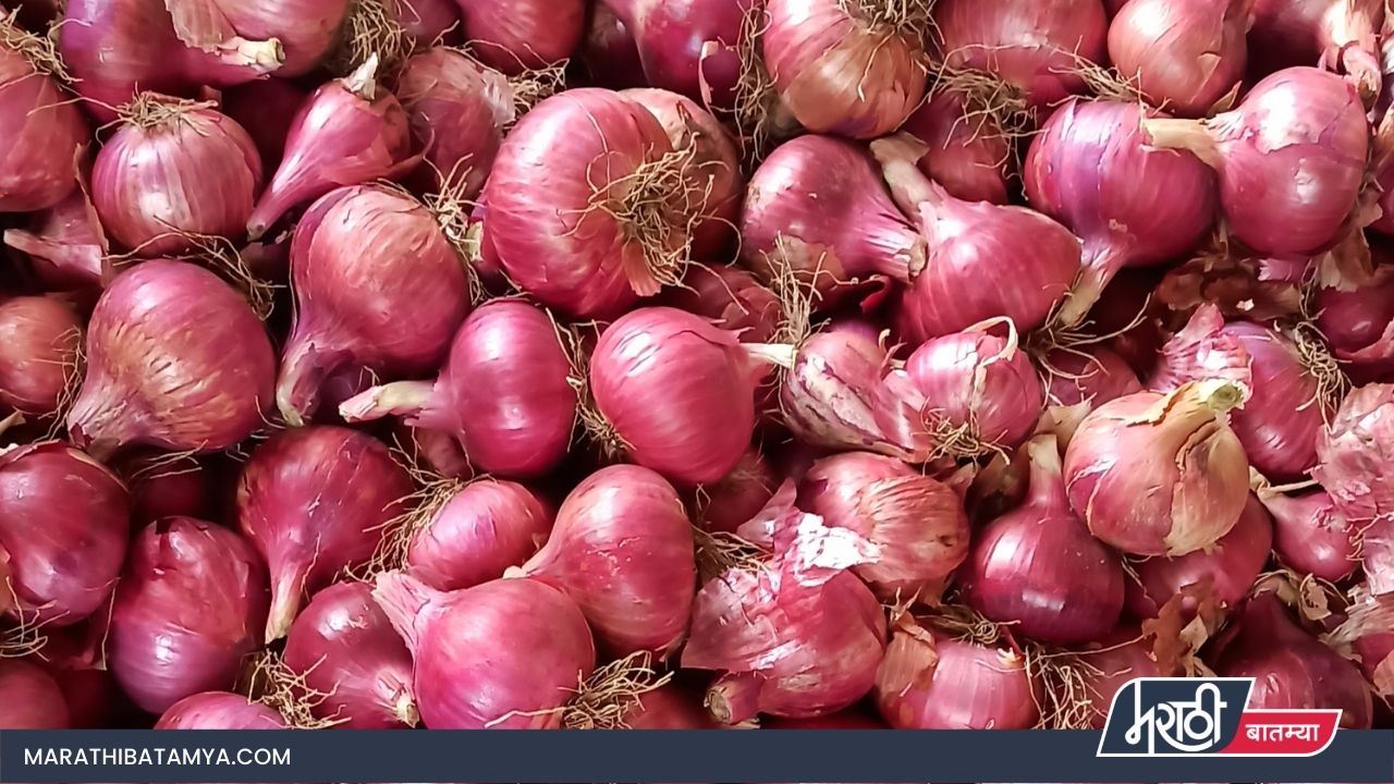 Organic onion