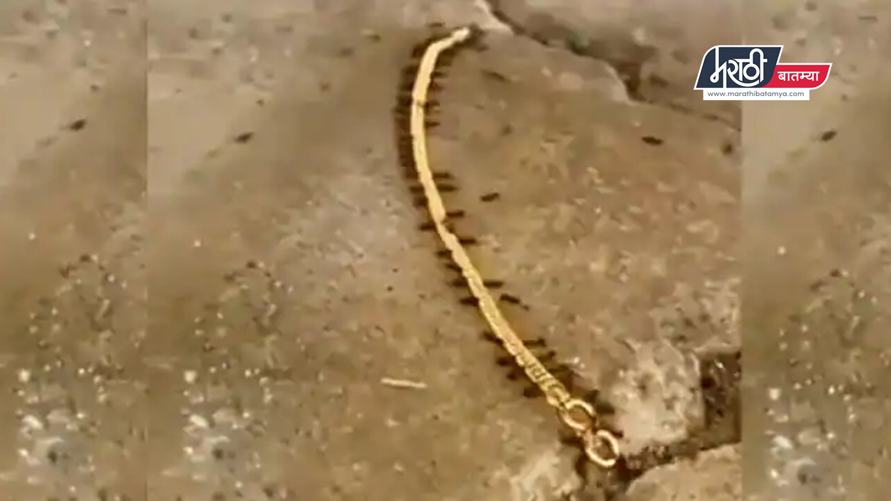 a gold chain carried by ants