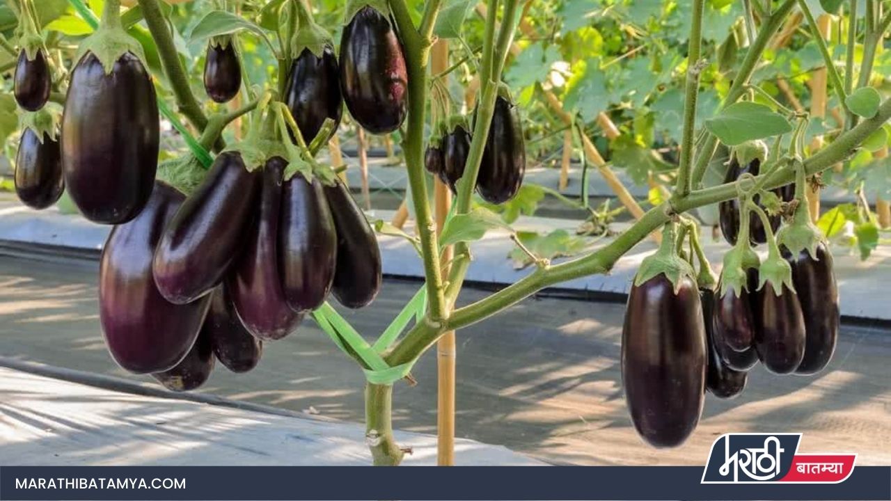 cultivate Brinjal