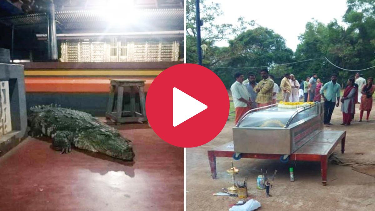 vegetarian crocodile died