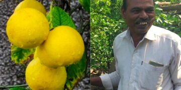 lemon farmer