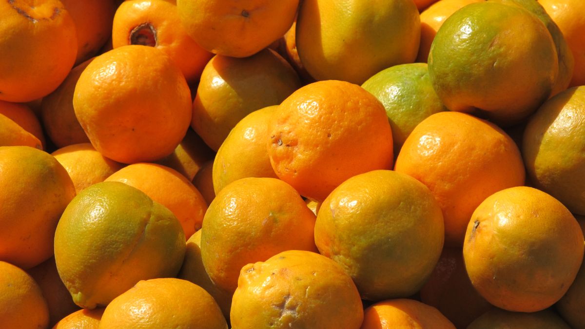लिंबू, संत्री, मोसंबीच्या दरात घटः बोरांची आवक वाढली